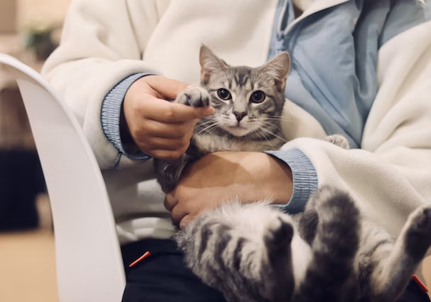 person holding silver tabby cat